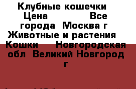 Клубные кошечки › Цена ­ 10 000 - Все города, Москва г. Животные и растения » Кошки   . Новгородская обл.,Великий Новгород г.